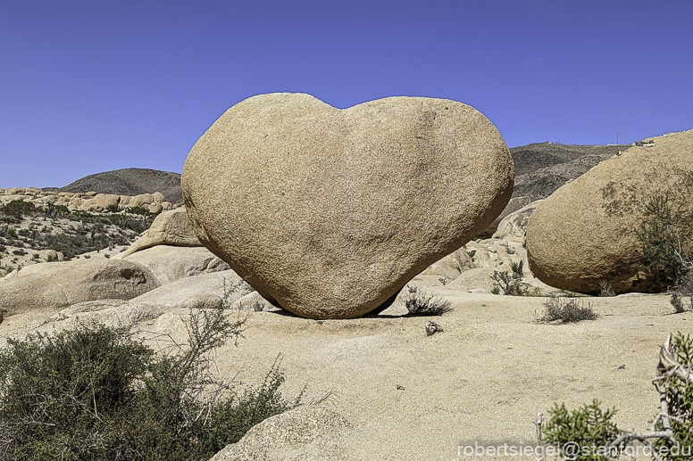 Desert Biogeography of Joshua Tree National Park